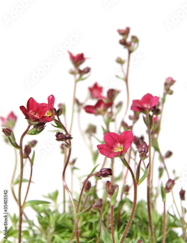 Canvas Print Red Saxifrage (Saxifraga) isolated on white