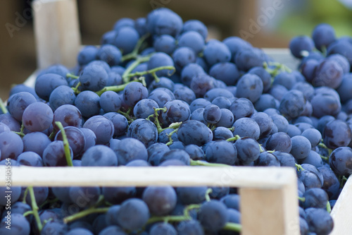 Wallpaper Mural grape Torontodigital.ca