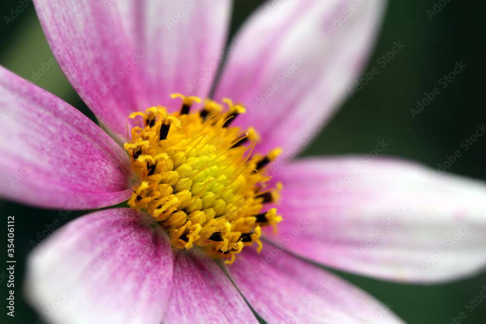 Detail of a Garden Cosmos flower Detail of a Garden Cosmos flower