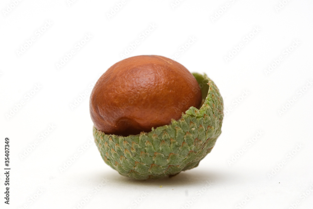 1,000+ Acorn Shell Stock Photos, Pictures & Royalty-Free Images - iStock
