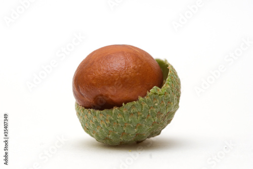 Conker in Acorn Shell photo