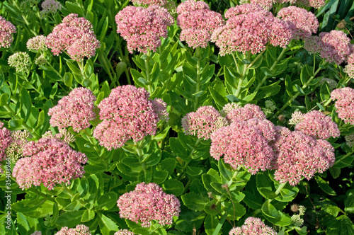Sedum Telephium