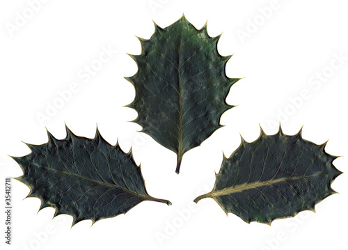 Three spiked holly leaves