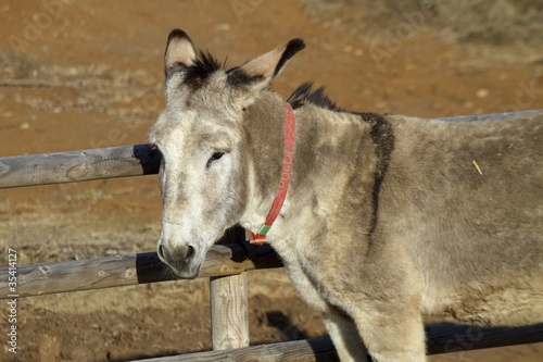 Portrait of a donkey adult © ataglier