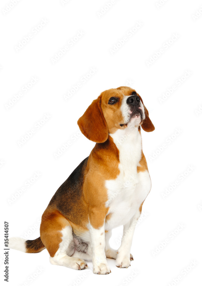 Beagle dog in studio on a white background Beagle dog in studio on a white background