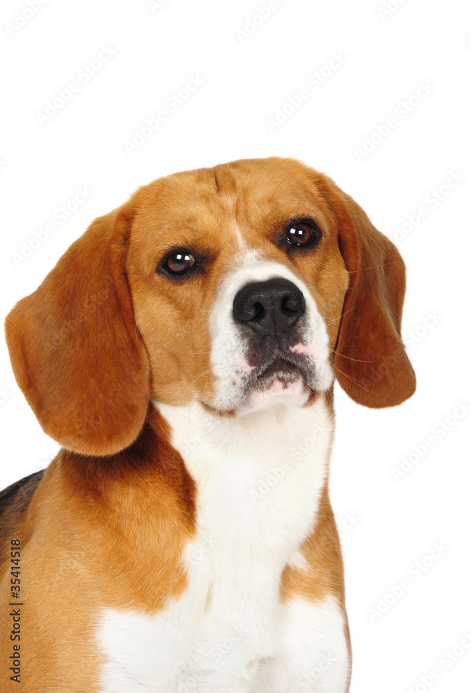 Beagle dog in studio on a white background Beagle dog in studio on a white background