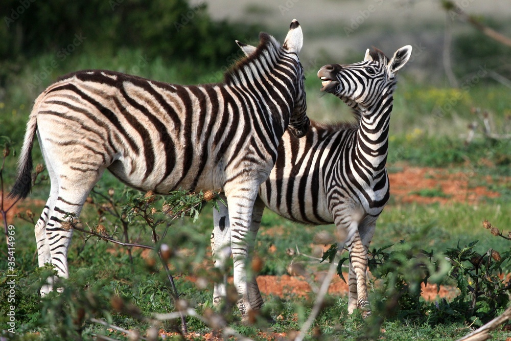 Obraz premium Young Wild Zebras