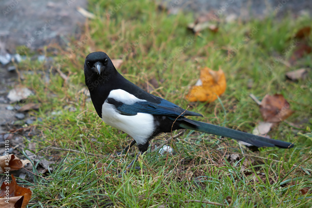 Young magpie in the autumn overcast day Young magpie in the autumn overcast day