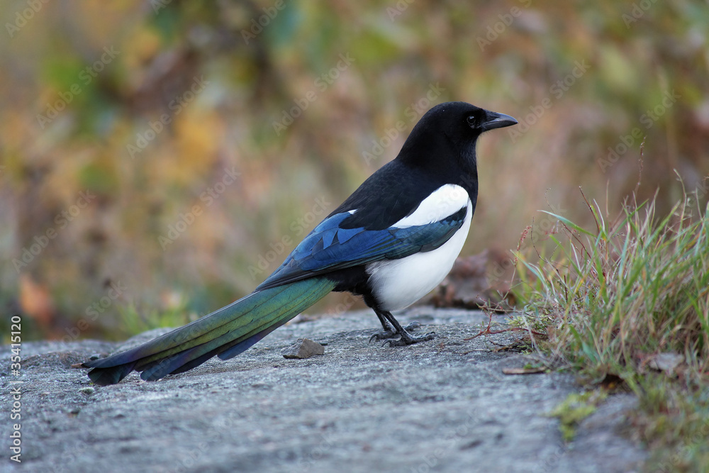 Young magpie in the autumn overcast day Young magpie in the autumn overcast day