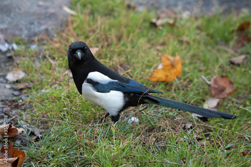 Young magpie in the autumn overcast day