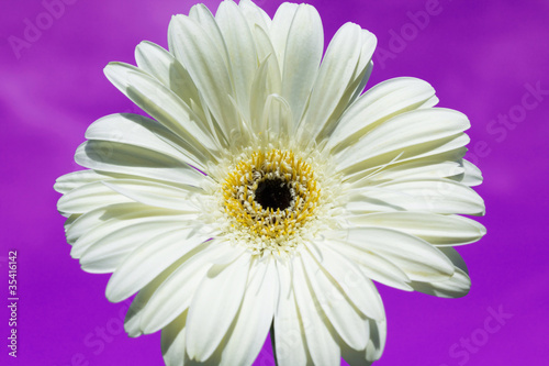 White gerbera on purple background