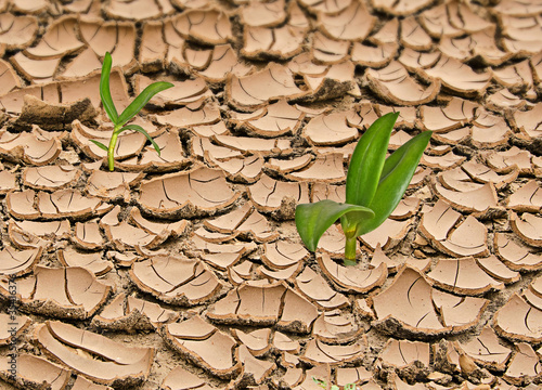 Obraz na plátně Plant growing from barren land