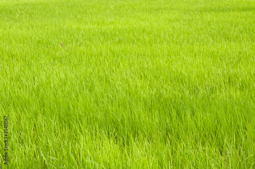 green young rice in the farm