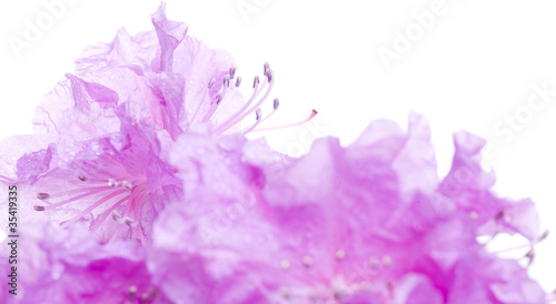 flower with water drops