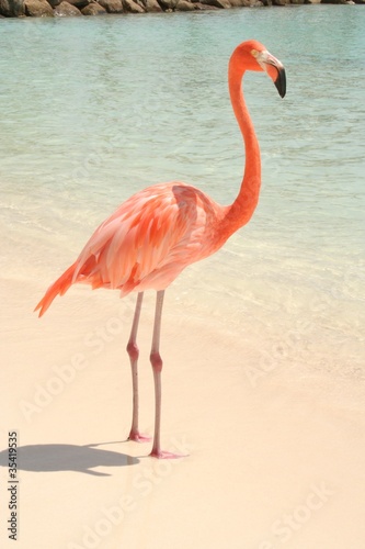 Beach Flamingo