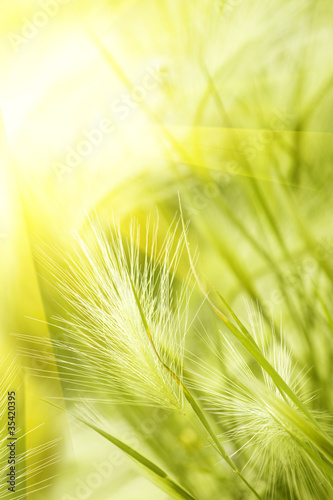Grass steppe autumn sunlight