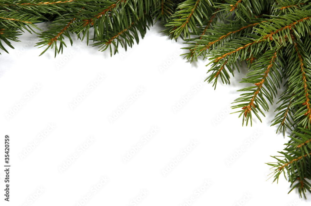 The green twigs of the spruce The green twigs of the spruce