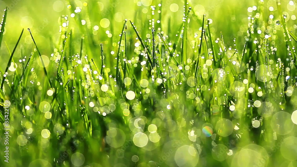green grass and drops of morning dew