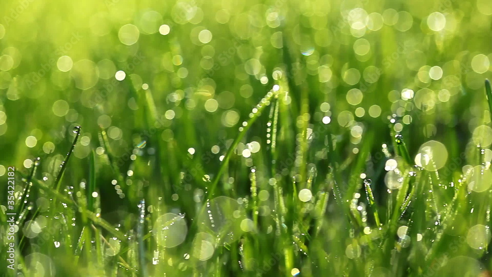 green grass and drops of morning dew