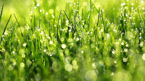 green grass and drops of morning dew photo