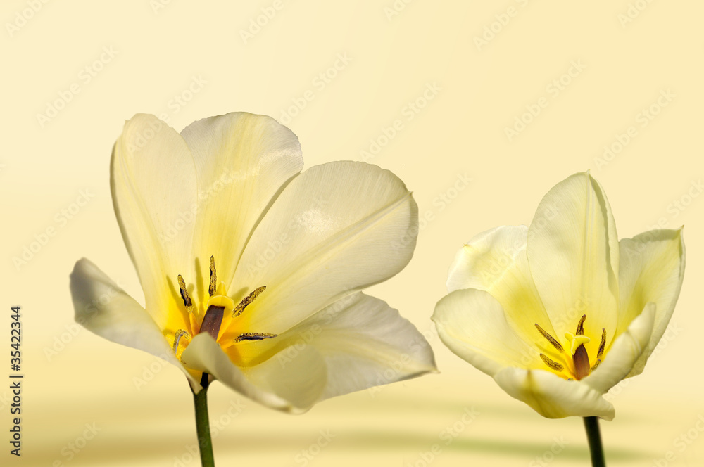 Fototapeta premium tulipan