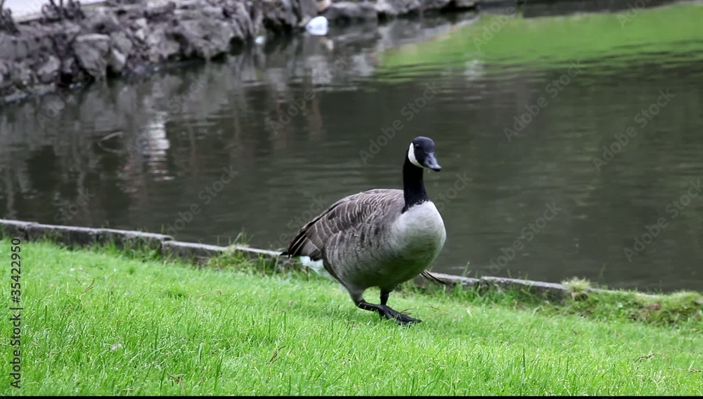 cygnes