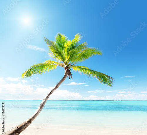 palm on Caribbean beach