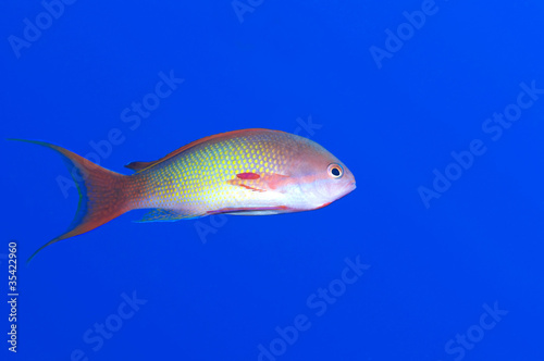 Fototapeta Naklejka Na Ścianę i Meble -  Male anthias fish isolated over blue.