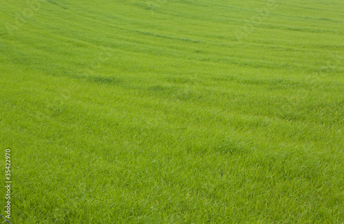 Gras,Hintergrund