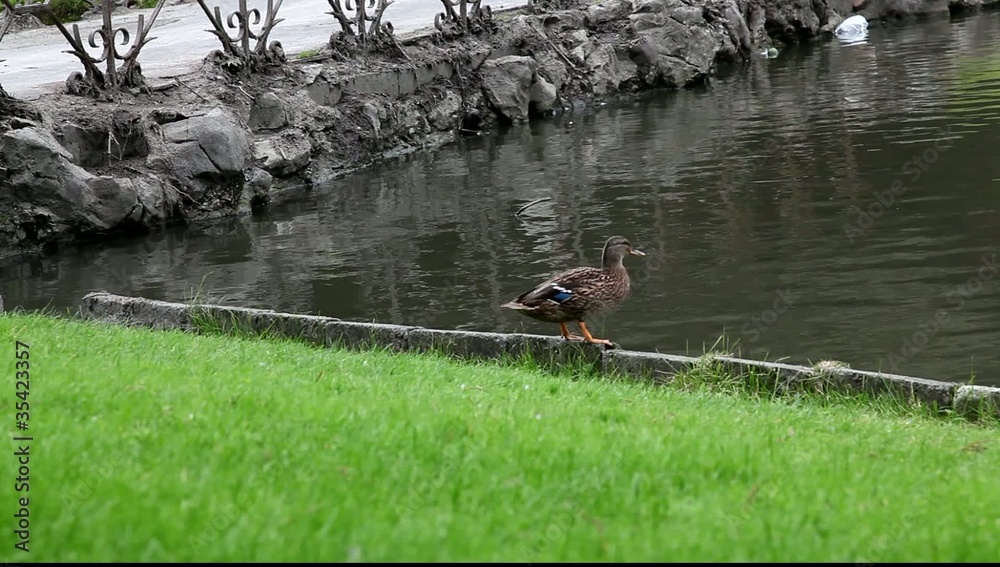 canard