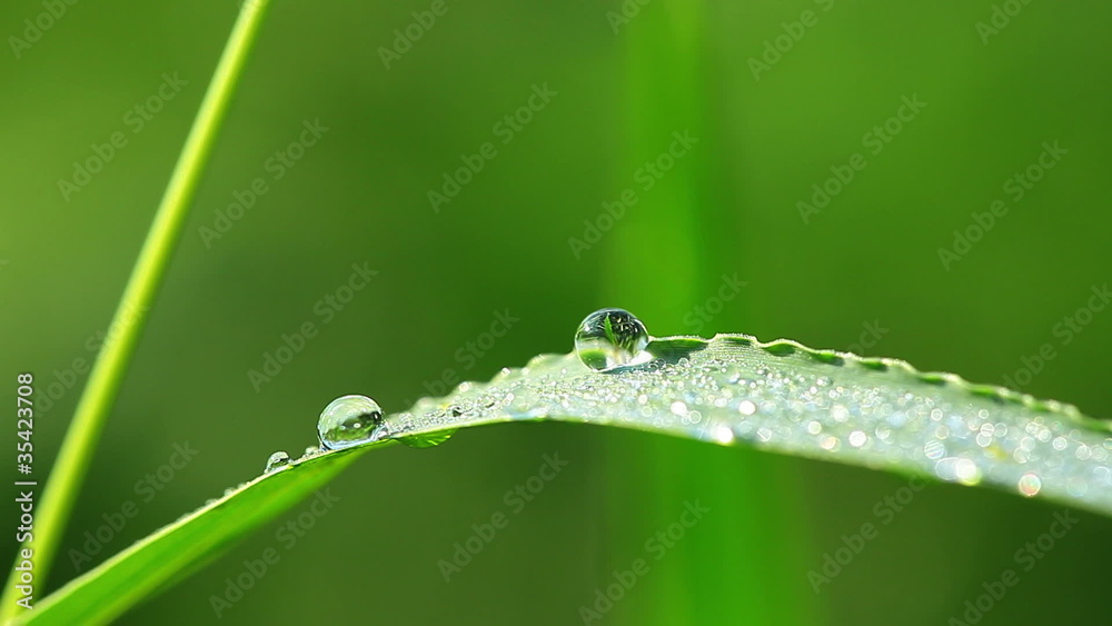 Fresh green grass with dew drops. Fresh green grass with dew drops.