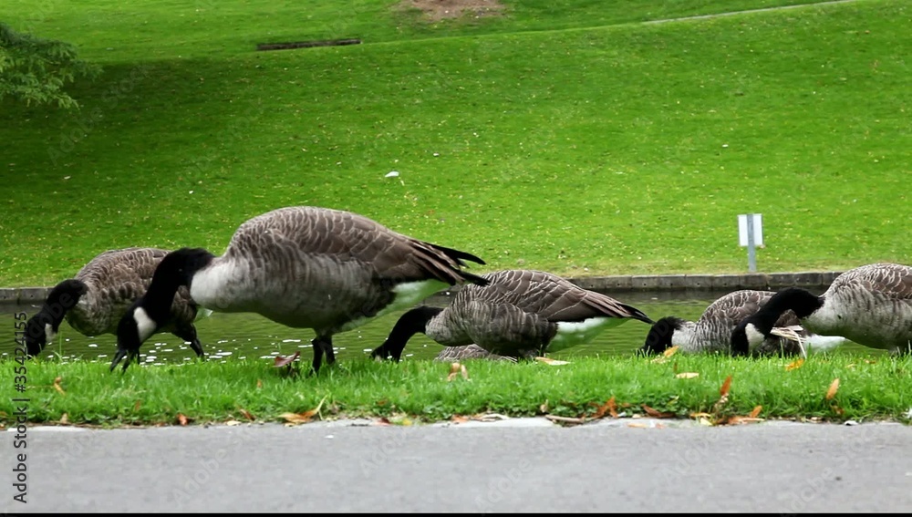 cygnes