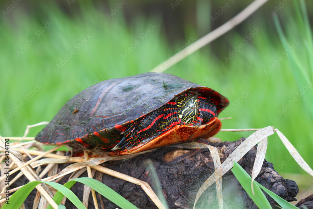Fototapeta premium Painted Turtle (Chrysemys picta)