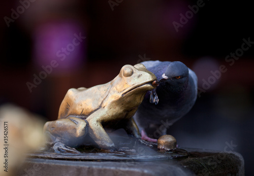 Pigeon drinking from frog fountain in Torun
