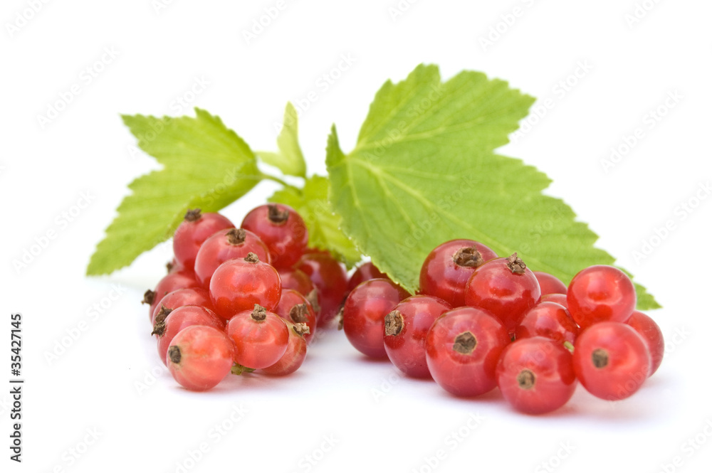 Isolated red currant Isolated red currant