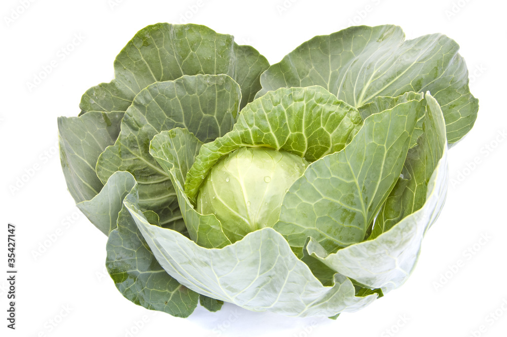 cabbage on a white background cabbage on a white background