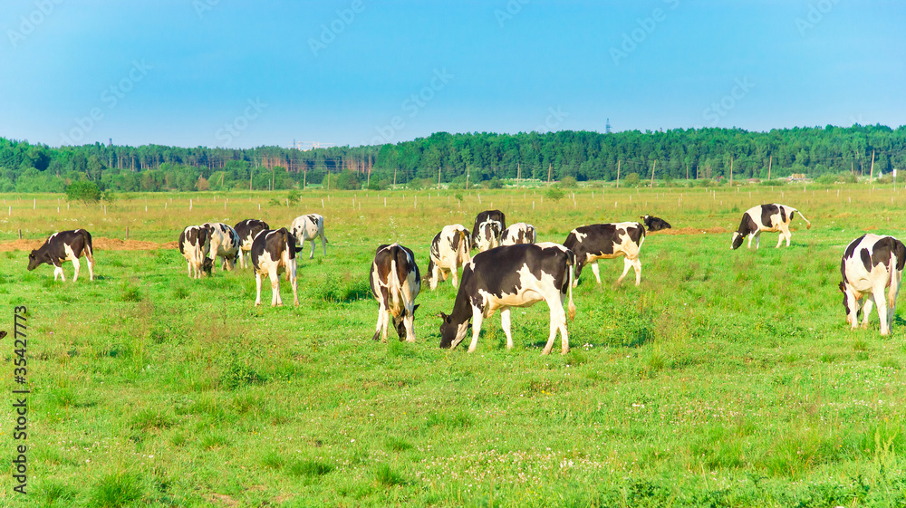 Grazing Producing Milk Grazing