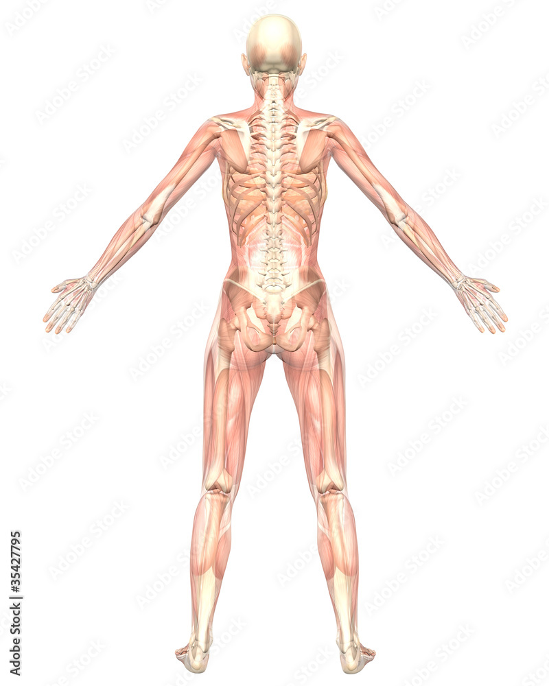 Female Muscular Anatomy Semi Transparent Rear View Female Muscular Anatomy Semi Transparent Rear View