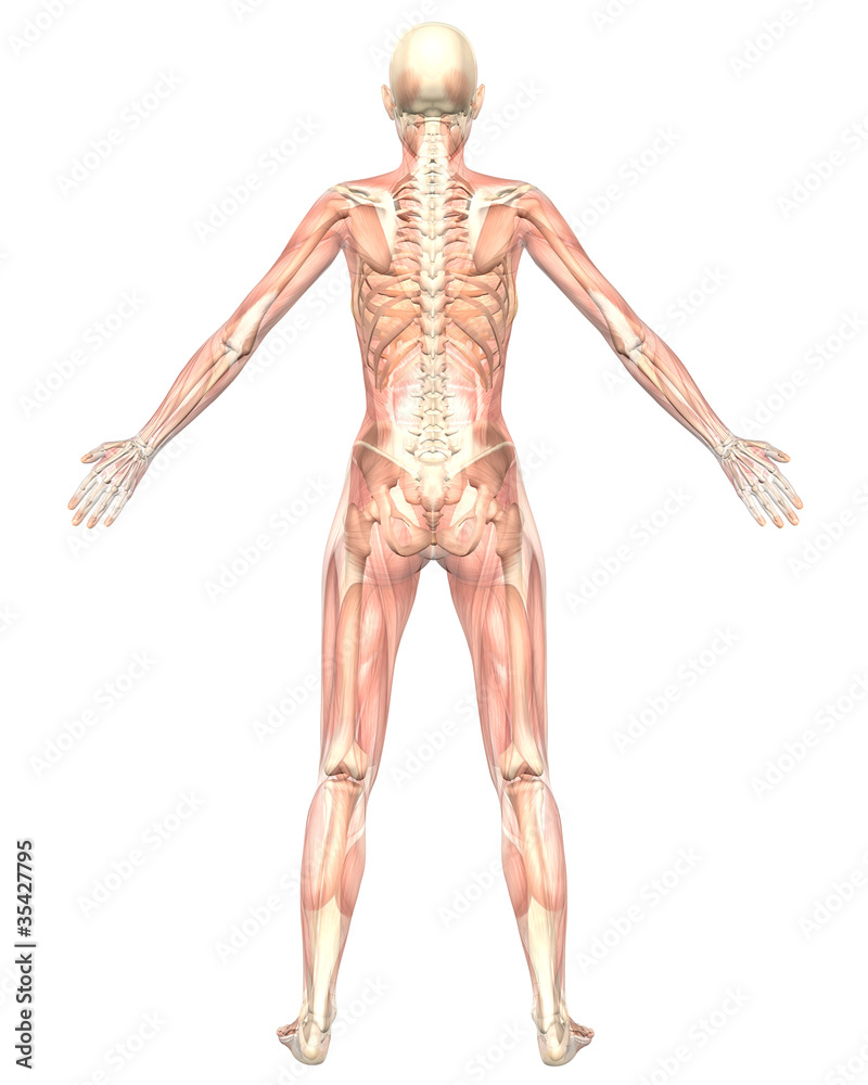 Female Muscular Anatomy Semi Transparent Rear View