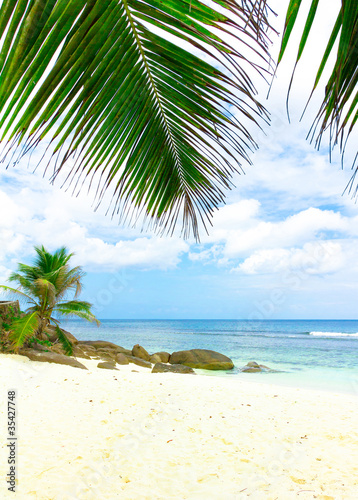 Leaves Exotic Palm