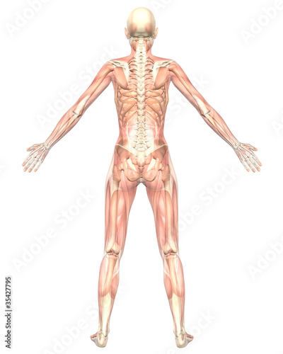 Female Muscular Anatomy Semi Transparent Rear View