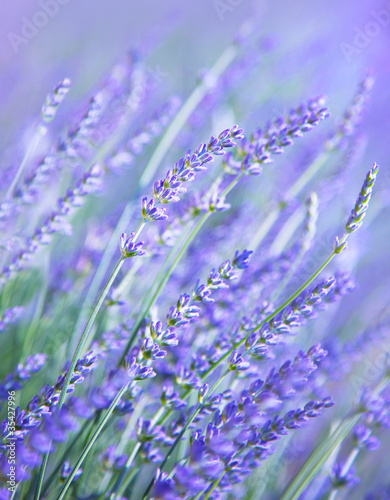 Lavender flower field #35427996