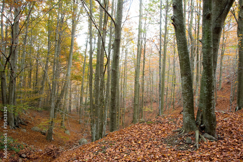 Woods Woods