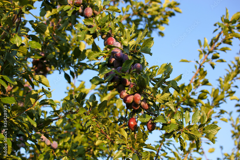 prunes prunes