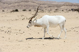Screwhorn antelope