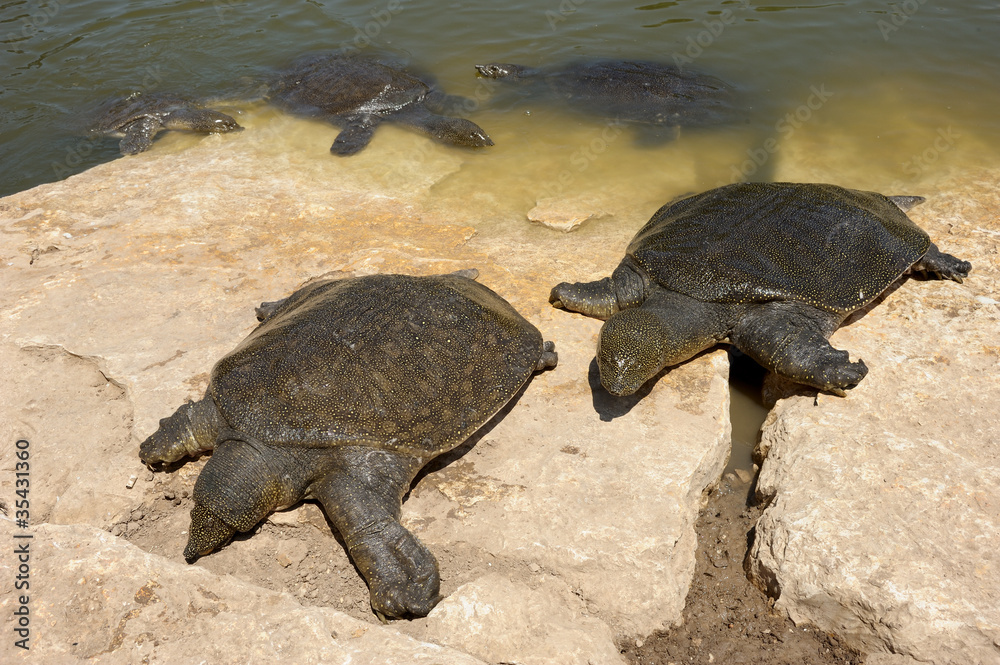 Obraz premium Nile Soft-shelled Turtle (Trionyx triunguis)