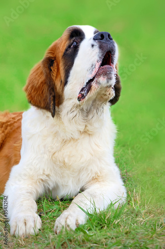 Saint Bernard