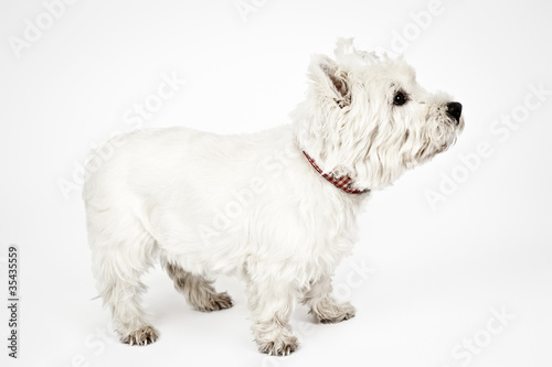 white Terrier