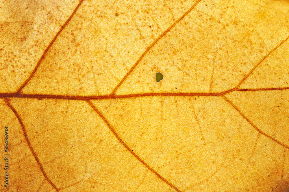 Jesienny liść - obrazy, fototapety, plakaty 