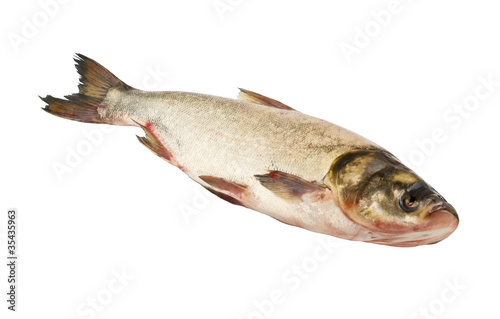 Silver carp fish isolated on white background